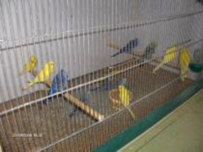NKWBUNPCWCATXYZCQLN - crescatoria de papagali de la tara