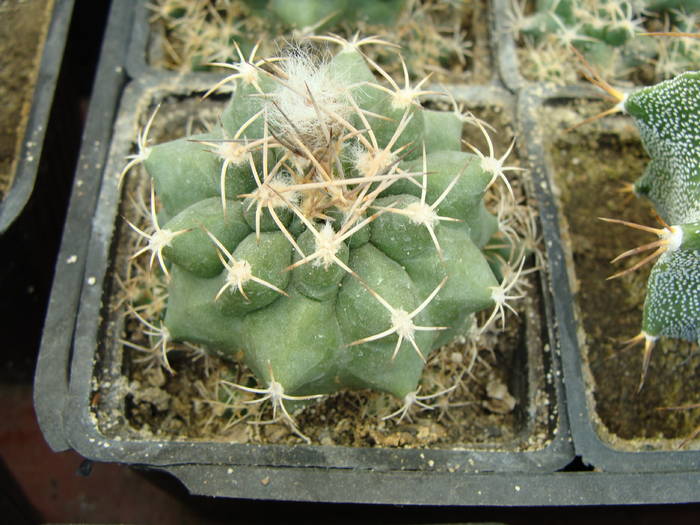 Matucana paucicostata