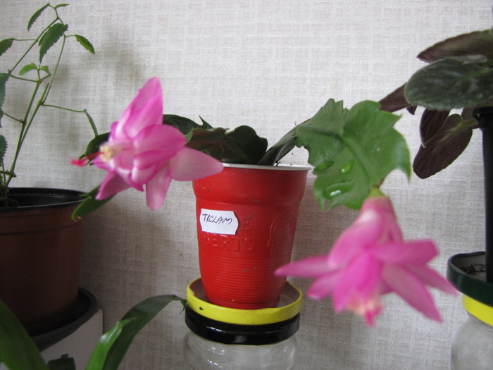 Schlumbergera (lastar 2009) 7 noi 2009 - schlumbergera si rhipsi