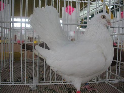 porumbel-alb - porumbei voiajori si de ornament