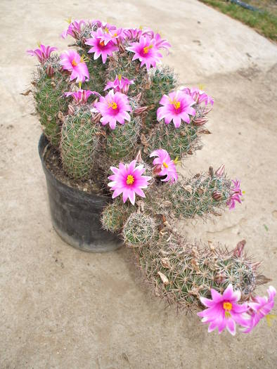 mamillaria sheldonii