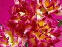 imagesCAXUBGFQ