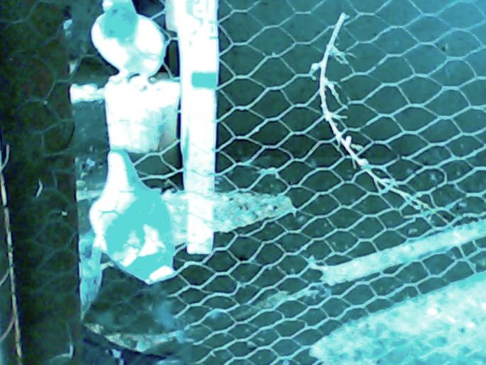 IMG0106A - porumbei-0728444458