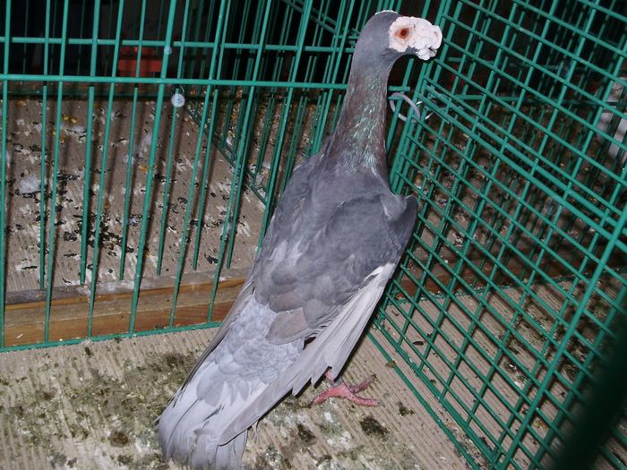 6569c c 1 - 1507 partea 1b