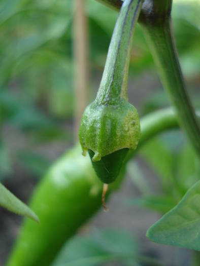 Piccante di Cayenna (2009, June 10) - Piccante di Cayenna Pepper