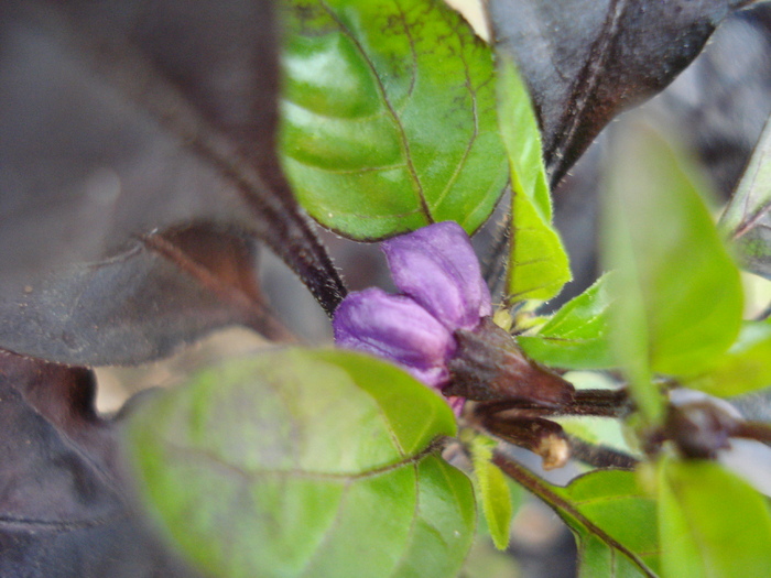 Black Pearl Pepper (2009, Aug.28)