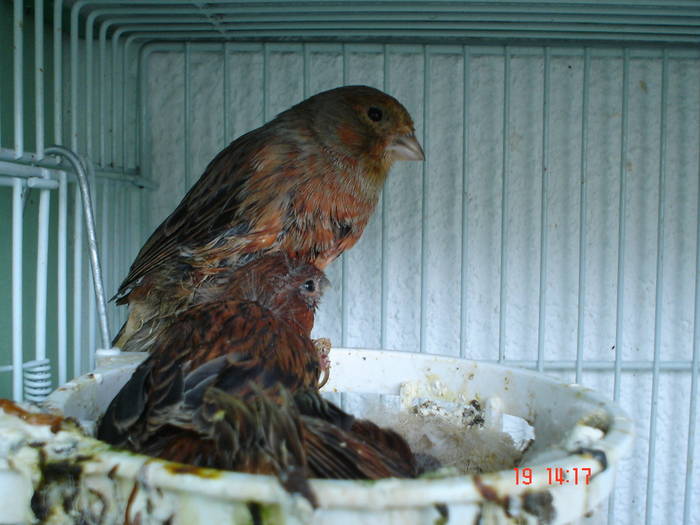 DSC04000 - PUI CANARI 2009