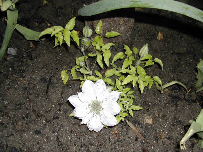 clematita alba