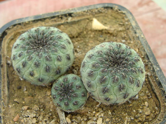 S. rauschii