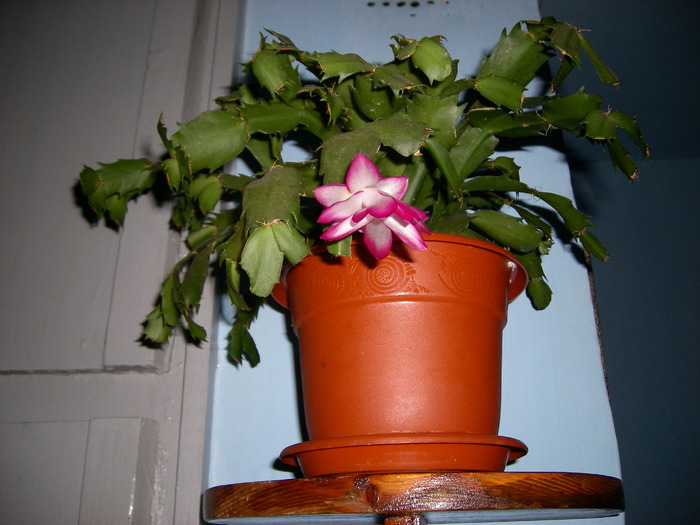 Craciunita roz - Flori - 2009