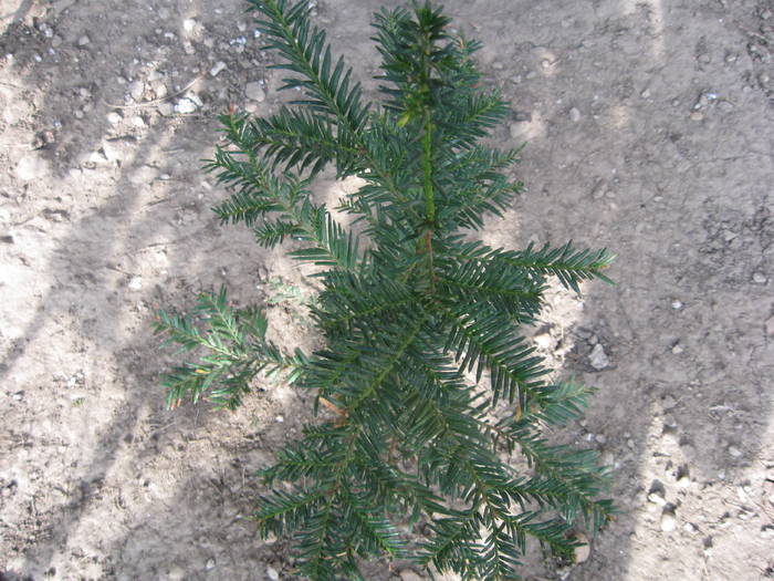 TAXUS BACCATA