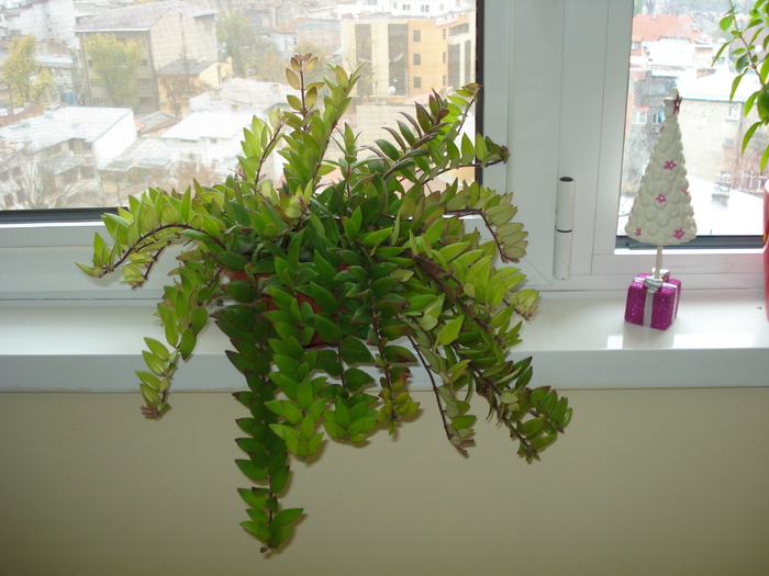 AESCHYNANTHUS