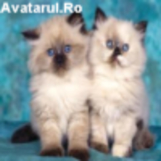 avatar_13 - club animale