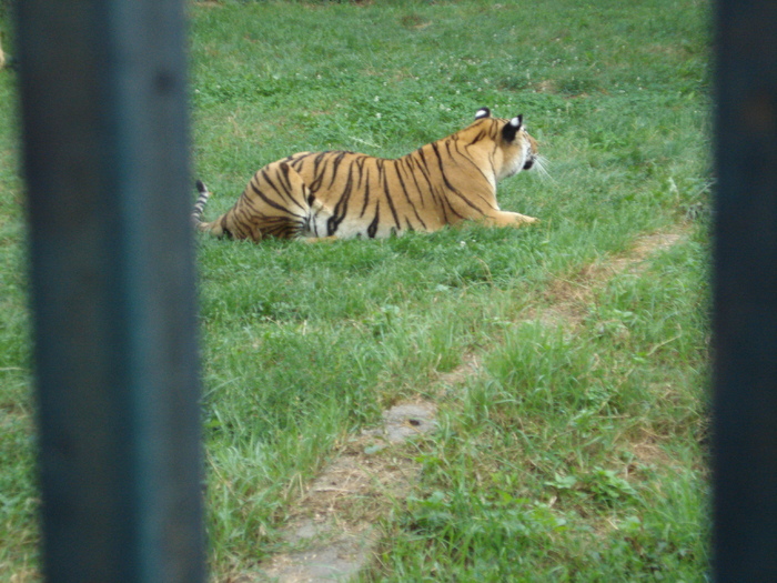 Picture 013