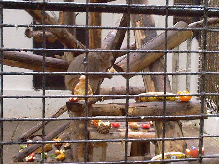 maimutica - Zoo Braila