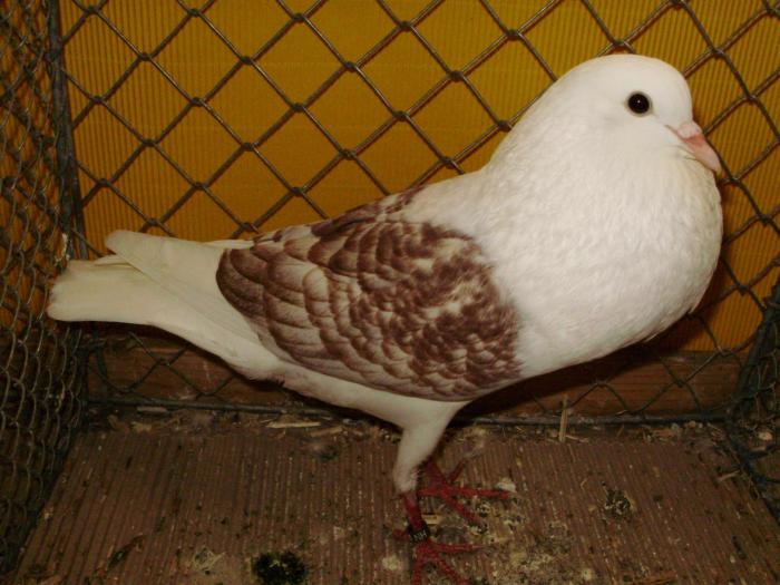 08936 vooburg 1 - 1505 partea 5