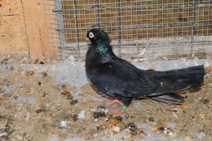 DSC_9928 - jucatori dublumotati calarasi 2008