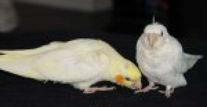 35_cockateils1 - PAPAGALI