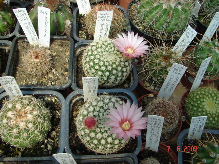 DSC06039 - 2009 Iunie