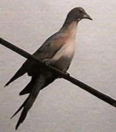 passenger_pigeon_Martha - Porumbei salbatici