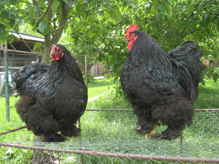 Cochinchina Negru - Gaini de rasa