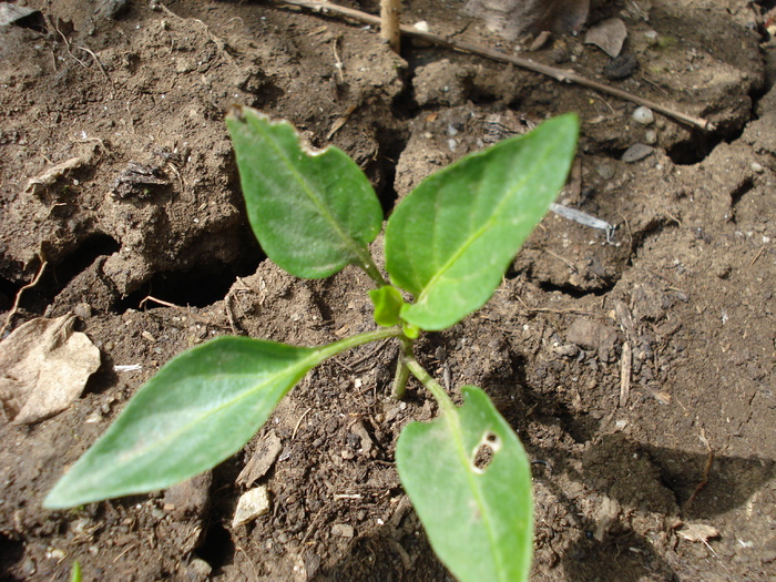 Pepper Corno Toro Rosso (2009, May 29) - Corno di Toro Rosso Pepper