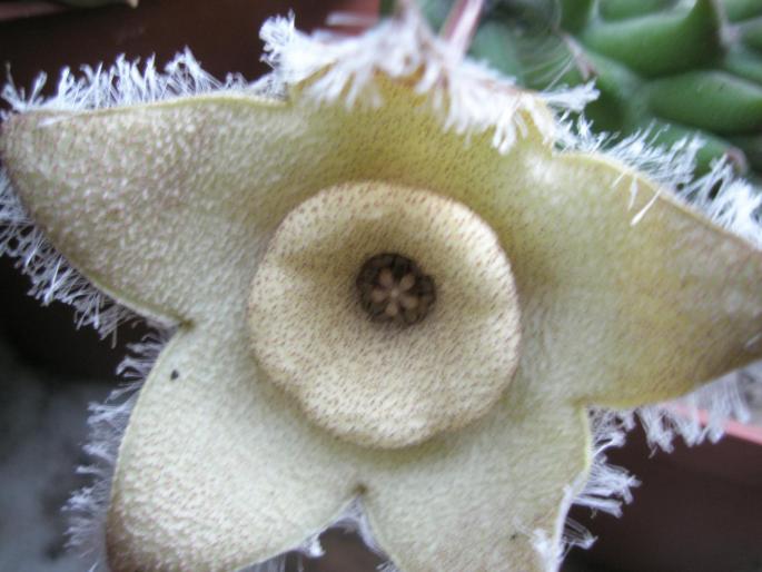floare de Diplocitat ciliata