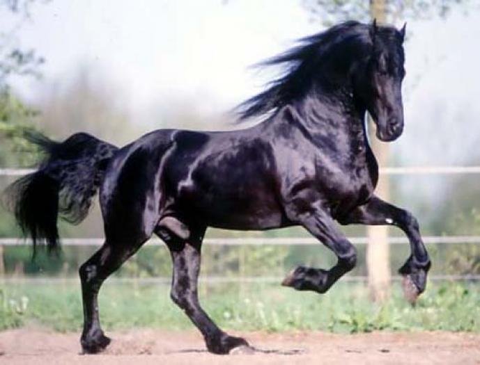 friesianhorse - animale