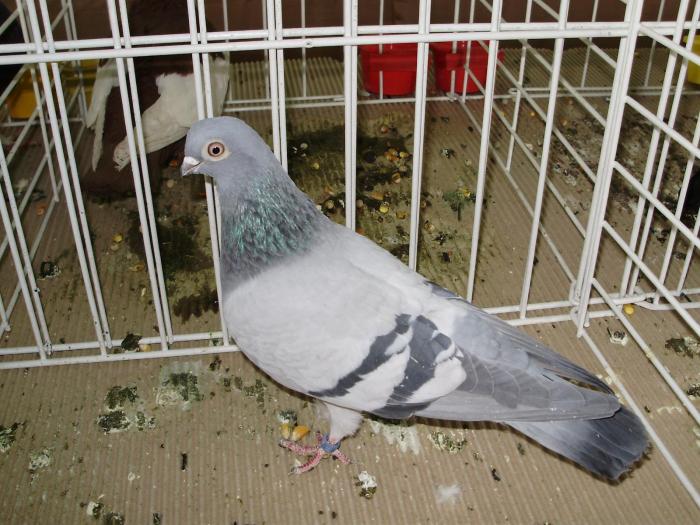 cluj 1 - 1506 2 porumbei rz