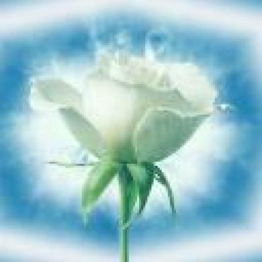 White_Rose - inimi