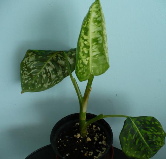 P1080772 - Plante verzi - decorative prin frunzis 2009 - 2010