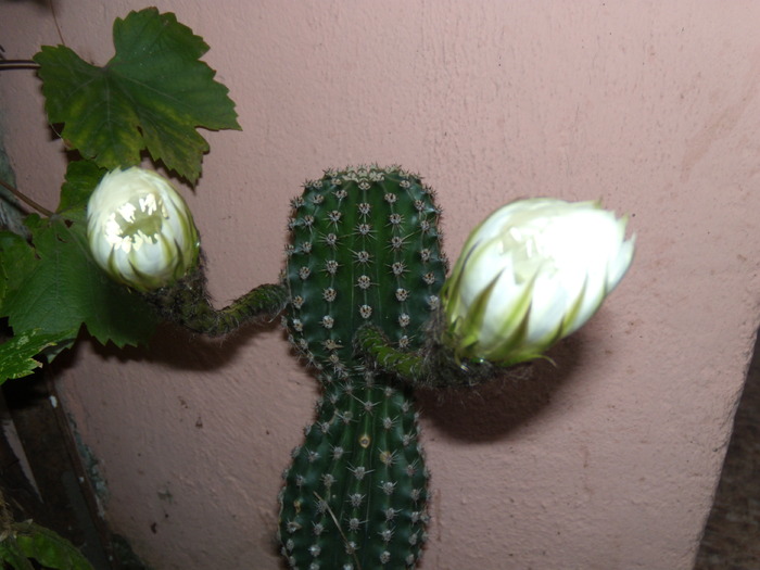 Picture 390 - cactusi