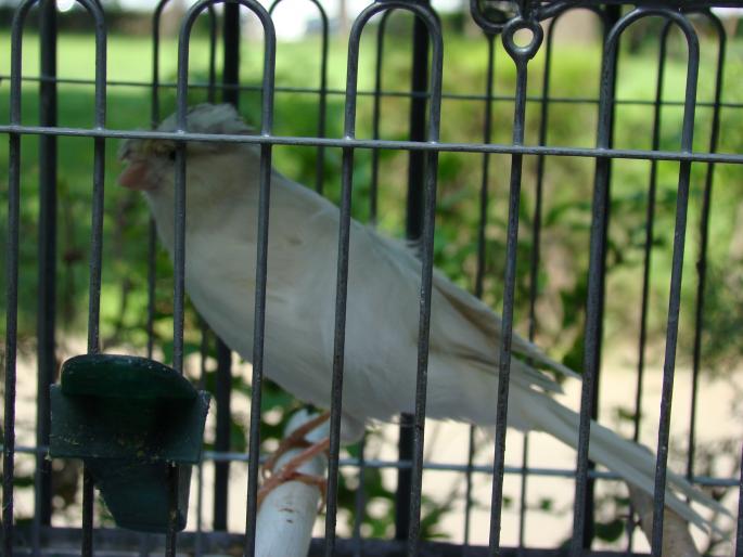 DSC00653 - 18-05-2008