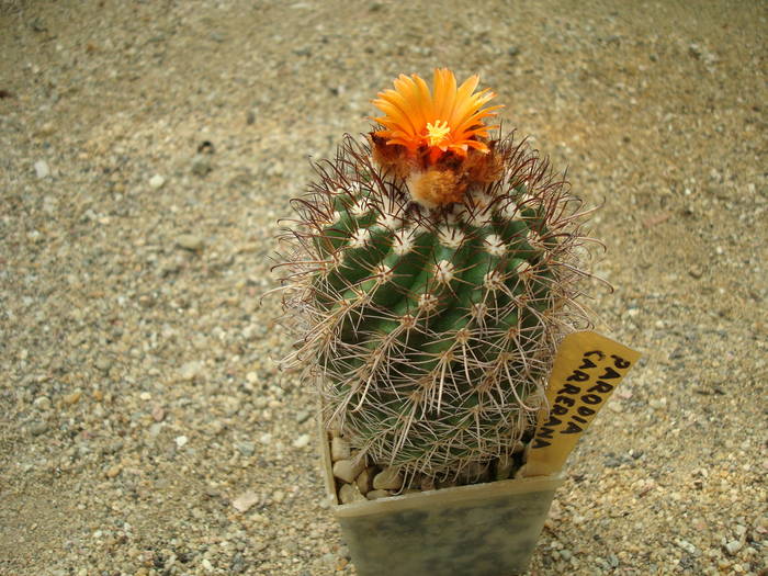 Parodia  carrerana - Cactusi