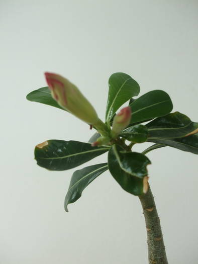 DSCF5282 - adenium