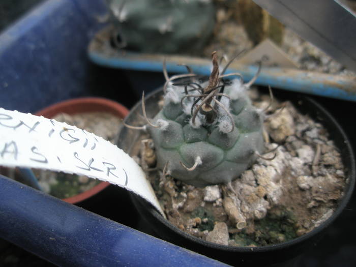 P6010130 - plantele lui George Nitu