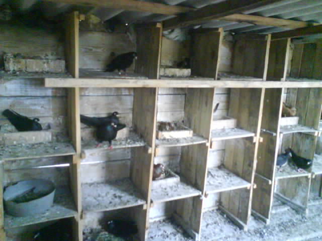 interior 1 - porumbei galateni unicolor