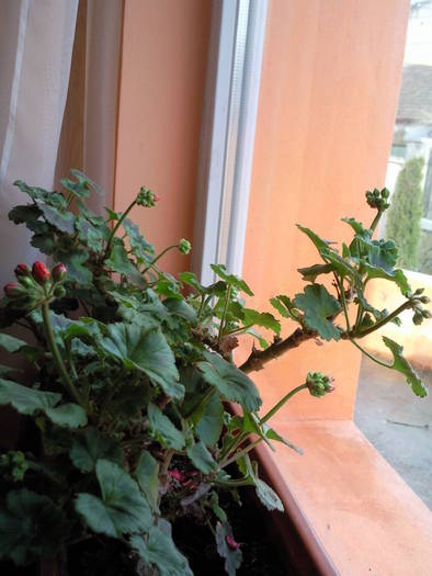 boboci muscate martie 09 - Plantele mele de terasa si exterior