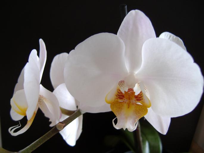 phalaenopsis; fam. orchidaceae
