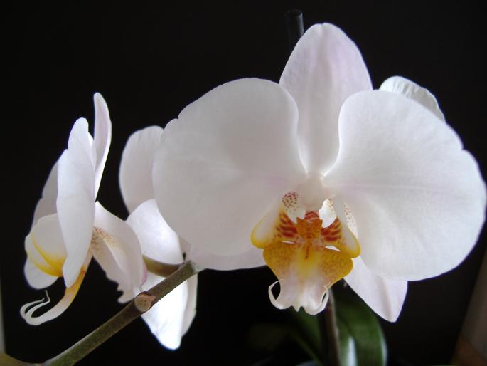 phalaenopsis - plante 2007