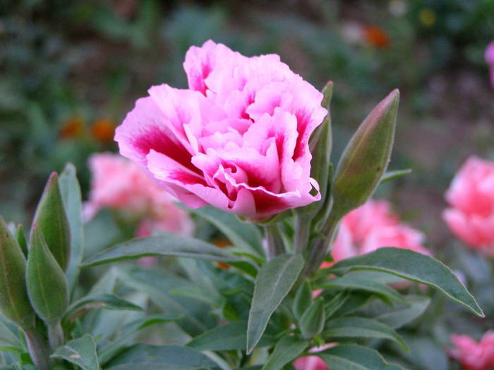 CRSUISQTVBZTZPZLGJS[1] - poze cu flori roz si alte culori