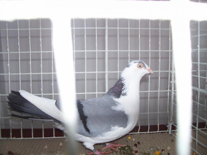 juc. de galati - EXPO  Bistrita 2008