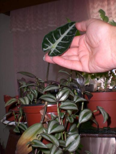 alocasia[puiut] - w 2007 florile mele