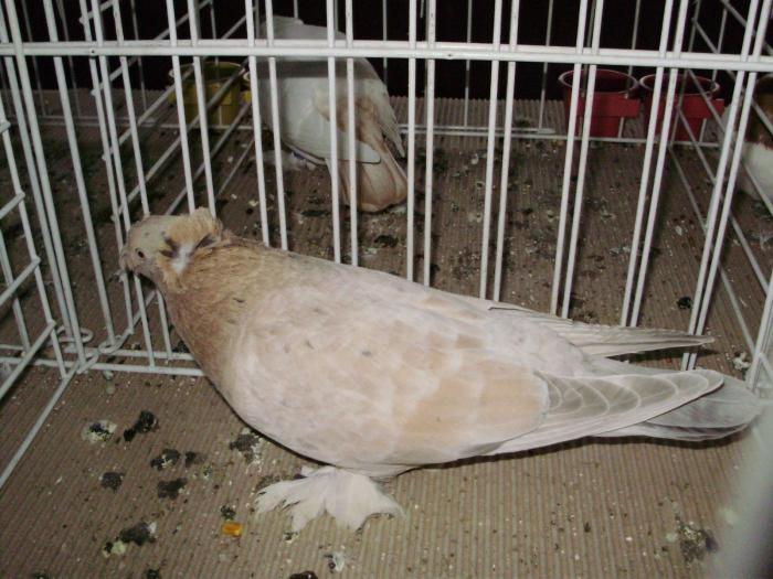 bot 8 - 1506 1 porumbei rj