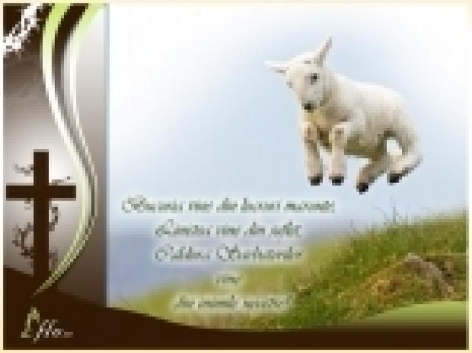 336_thumb - ANIMALE-FELICITARI-2008