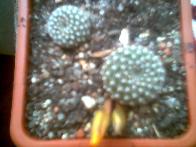 Rebutia krainziana aureiflora - Inflorite 2009