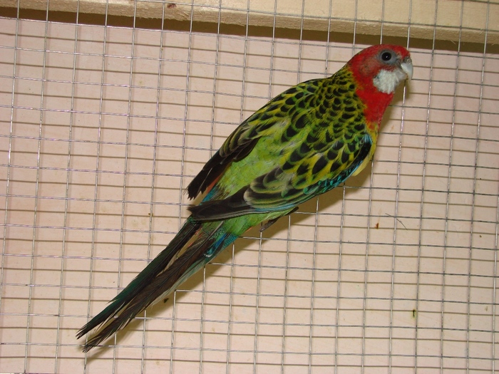 DSC08766 - Rosella