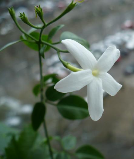 P1080427 - Iasomie de camera - Jasminum