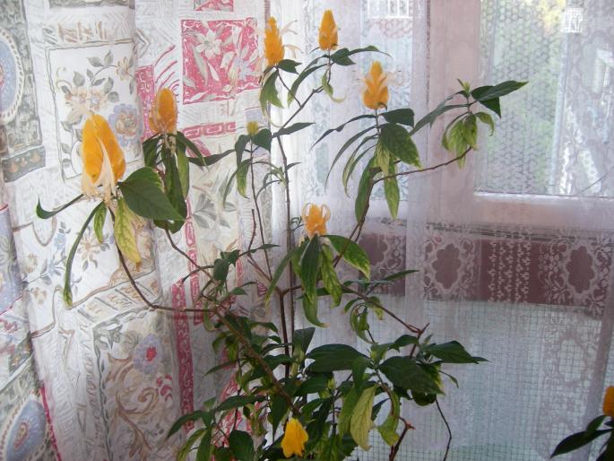 Pachistachis