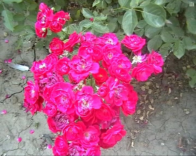 trandafiri pitici; 132KB JPEG 8/23/2009 5:08PM
